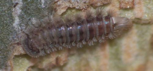 Réf. 276 924 : Polyxenus lagurus